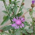 Centaurea nigraFloro