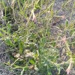 Nicotiana plumbaginifolia Blüte