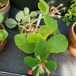 Sinningia bullata Alkat (teljes növény)