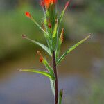 Castilleja minor Blomst