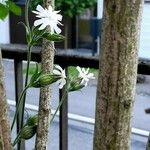 Silene dichotoma Bloem