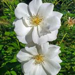 Rosa laevigata Blomma