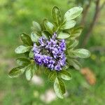 Dermatophyllum secundiflorum Leaf