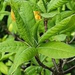 Rhododendron luteum Blatt