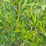 Acacia paradoxa Leaf