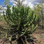 Euphorbia cooperi Hoja