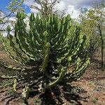 Euphorbia cooperi Folha