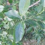 Salix capreaLeaf