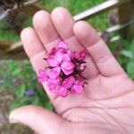 Dianthus giganteus Кветка