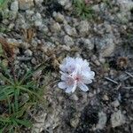 Armeria multiceps Floare