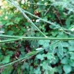 Cytisus scoparius Folha