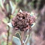 Globularia alypum Fleur