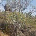 Euphorbia desmondii Froito