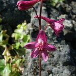 Delphinium purpusii Virág
