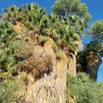 Washingtonia filifera Blad