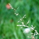 Poa pratensis 葉