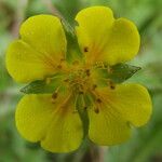 Potentilla erecta Flower