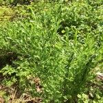 Genista germanica Blad