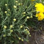 Santolina villosa Hoja