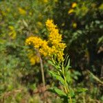 Solidago altissima Цветок