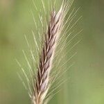 Hordeum secalinum Muu