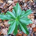 Daphne laureola Blad