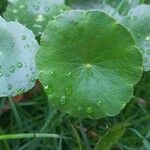 Hydrocotyle leucocephala Leaf