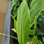 Curcuma longa Leaf