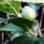 Camellia oleifera Flor
