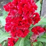 Celosia argenteaBlomma