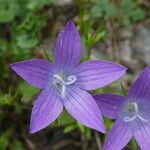 Campanula patula Blüte