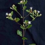 Chromolaena squalida Flor