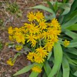 Senecio ampullaceus Flower