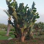 Opuntia maxima Blatt