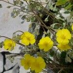 Helianthemum italicum 葉