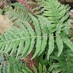 Blechnum appendiculatum Folha