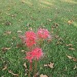 Lycoris radiata Blomst