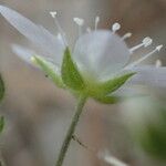 Arenaria hispida 花