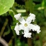 Trichosanthes cucumerina Blomma