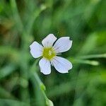 Petrorhagia saxifraga Blomma