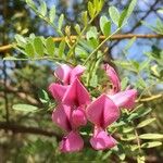 Virgilia oroboides Цветок