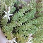 Sedum moranense Flower