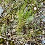 Festuca filiformis Foglia