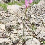 Allium longisepalum Habitat