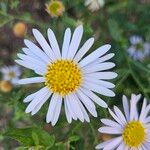 Aster incisus 花