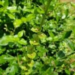 Triodanis perfoliata Blatt