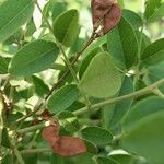 Glycyrrhiza glabra Fruit