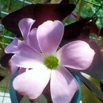 Oxalis triangularisFlower