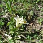 Freesia leichtlinii Habitus