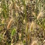 Hordeum marinum फल